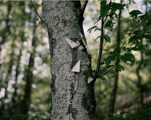 Oscar Palacio, Posted Sign on Tree, Walden Pond, MA, 2013. Inkjet print, 32 x 40 inches. Courtesy of the artist.